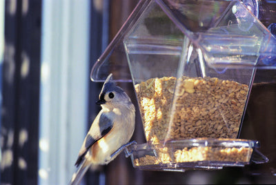 A clear plastic bird feeder with a small bird perched on it, filled with seeds.