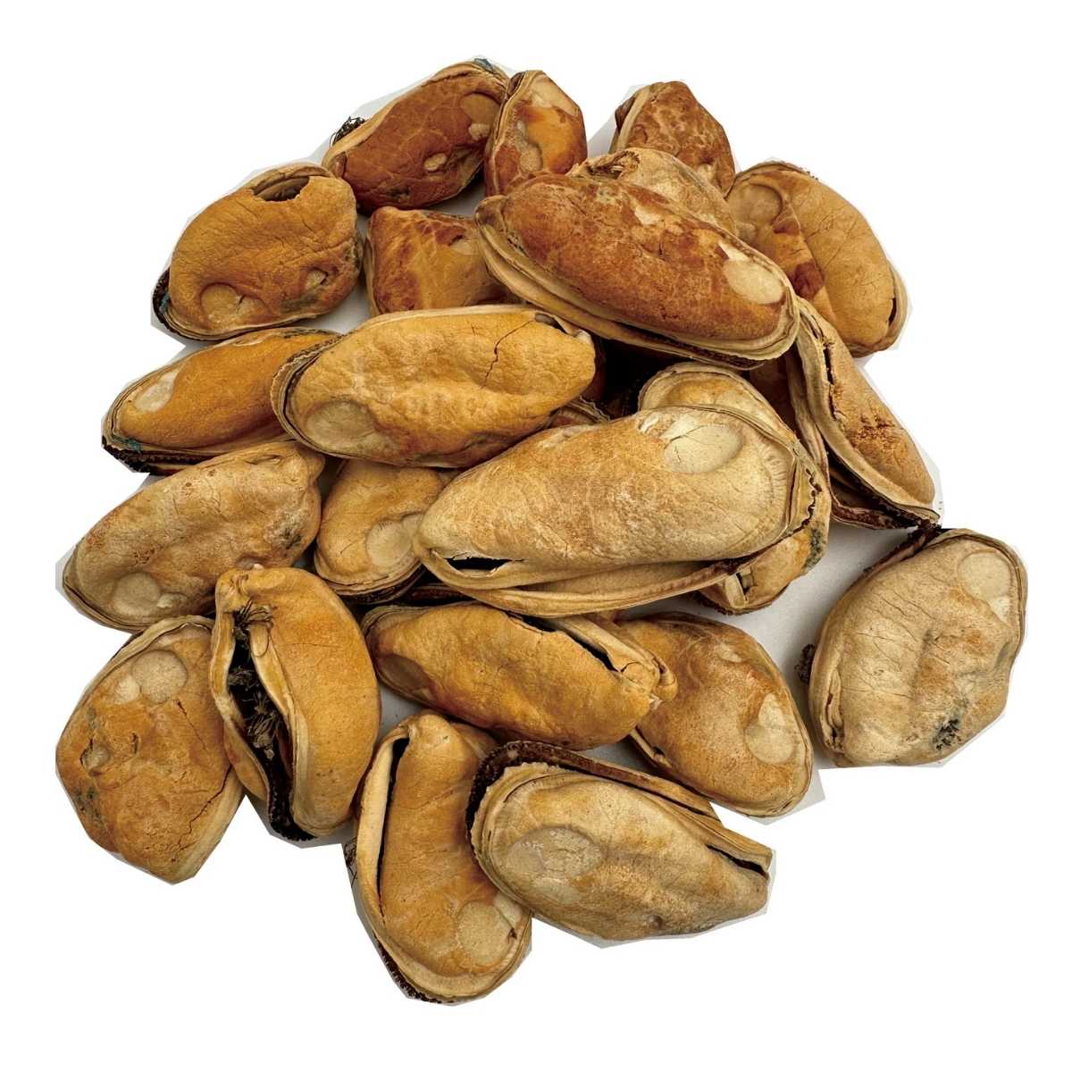 Close-up of dried, split mussels with brown shells and light-colored meat, showing the product inside a bulk box.