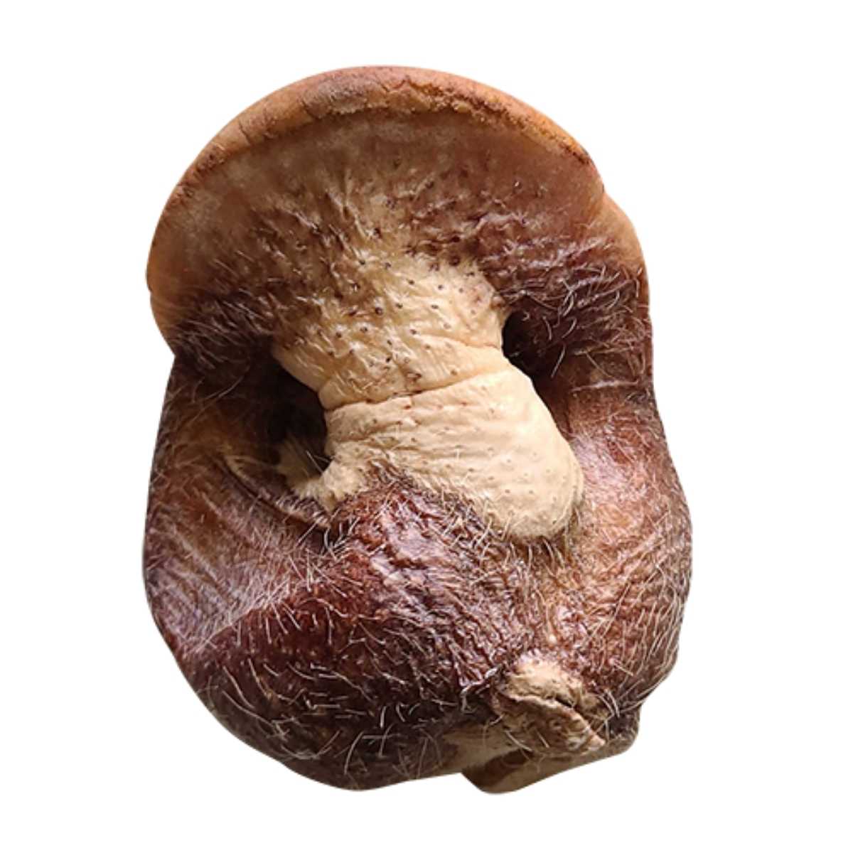 Bones & Co Freeze Dried Pig Snouts BULK-14 ct Bag