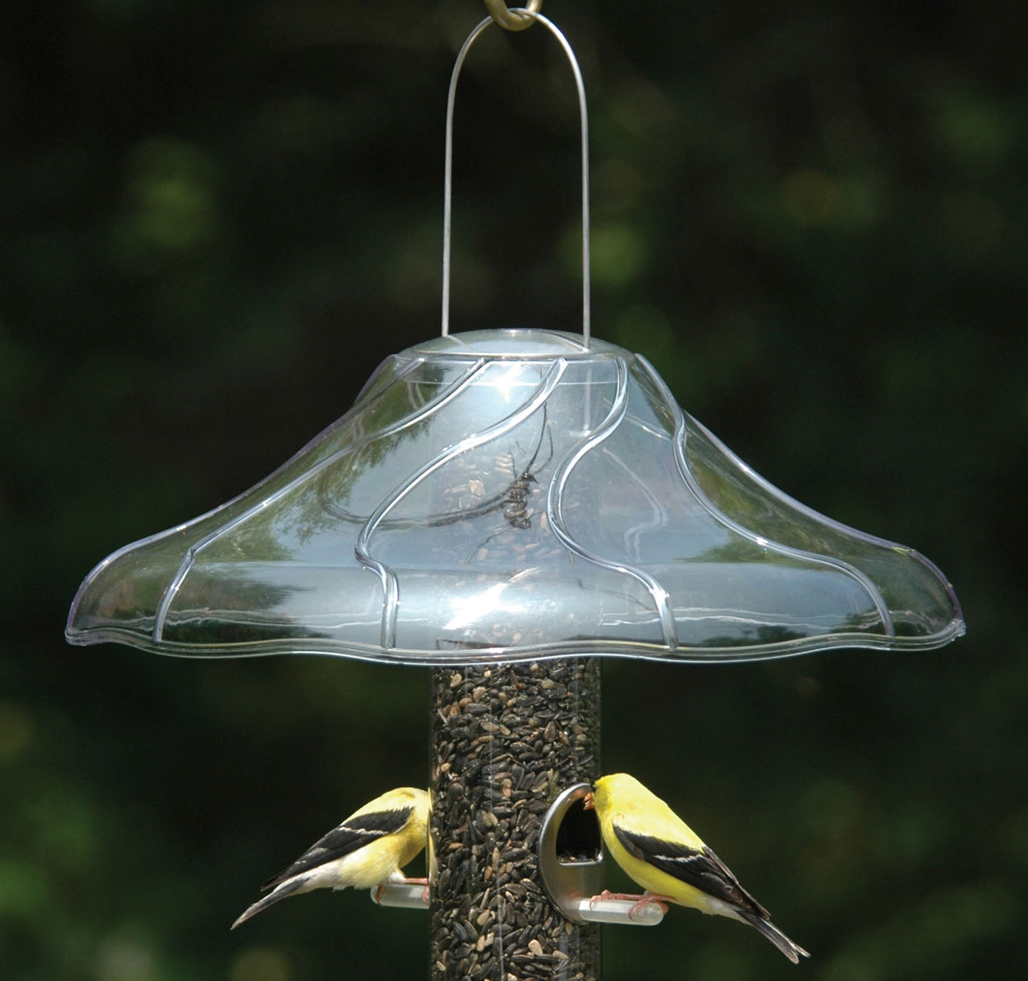 Fancy Dome For Bird Feeder