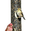 Quick-Clean Seed Tube Feeder