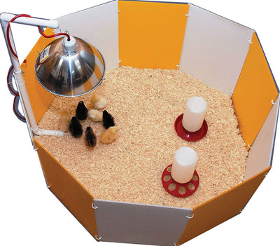 A hexagonal chick brooder with orange and white panels, wood shavings, baby chicks, and heat lamp in use.