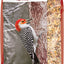 Lyric Fruit & Nut High Energy Wild Bird Mix