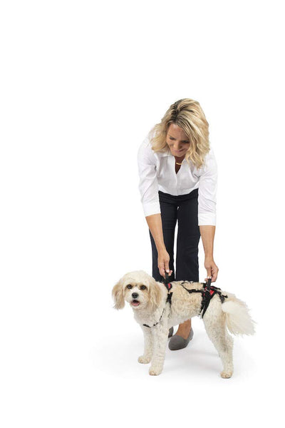 PetSafe CareLift Support Harness - Full Body Lifting Aid with Handle - Great for Pet Mobility and Older Dogs - Comfortable, Breathable Material - Easy to Adjust, Small