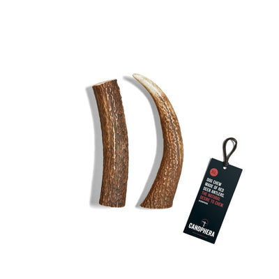 Canophera - All-Natural Whole Red Deer Antlers - Durable, Long-Lasting Dog Chews - Odor-Free, Supports Dental Health - Ideal for Power Chewers (Xtra Large)