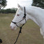 A white horse wearing a black Hamilton Adult Rope Halter with lead rope in a grassy field.