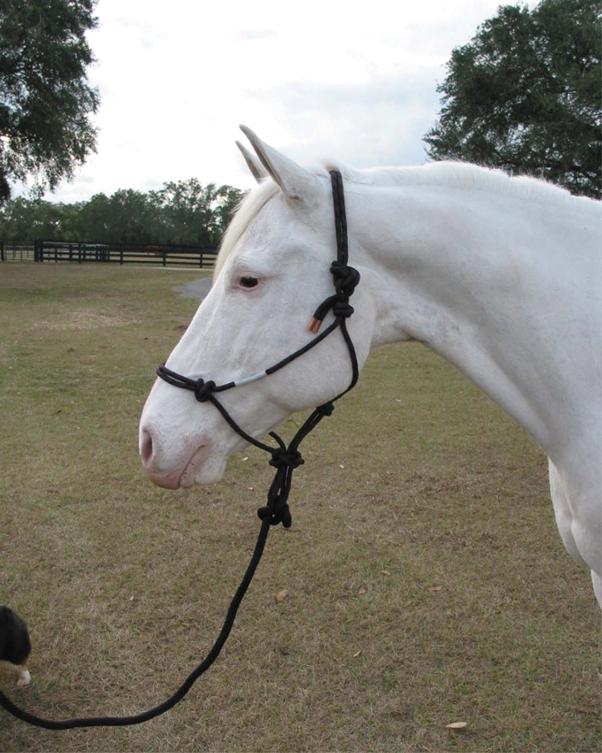 Hamilton Adult Rope Halter W/Lead