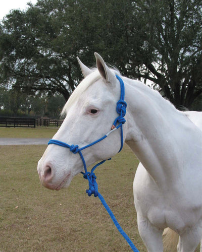 A white horse wearing a blue rope halter with lead rope, side view on grass with trees in background.