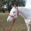 Hamilton Adult Rope Halter W/Lead