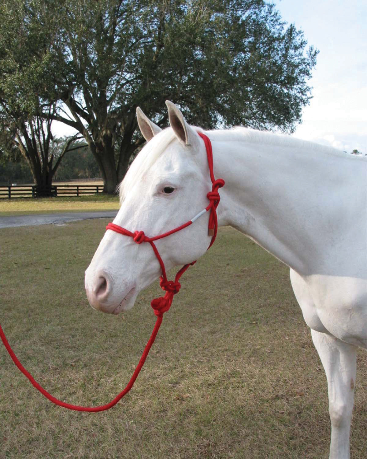 Hamilton Adult Rope Halter W/Lead