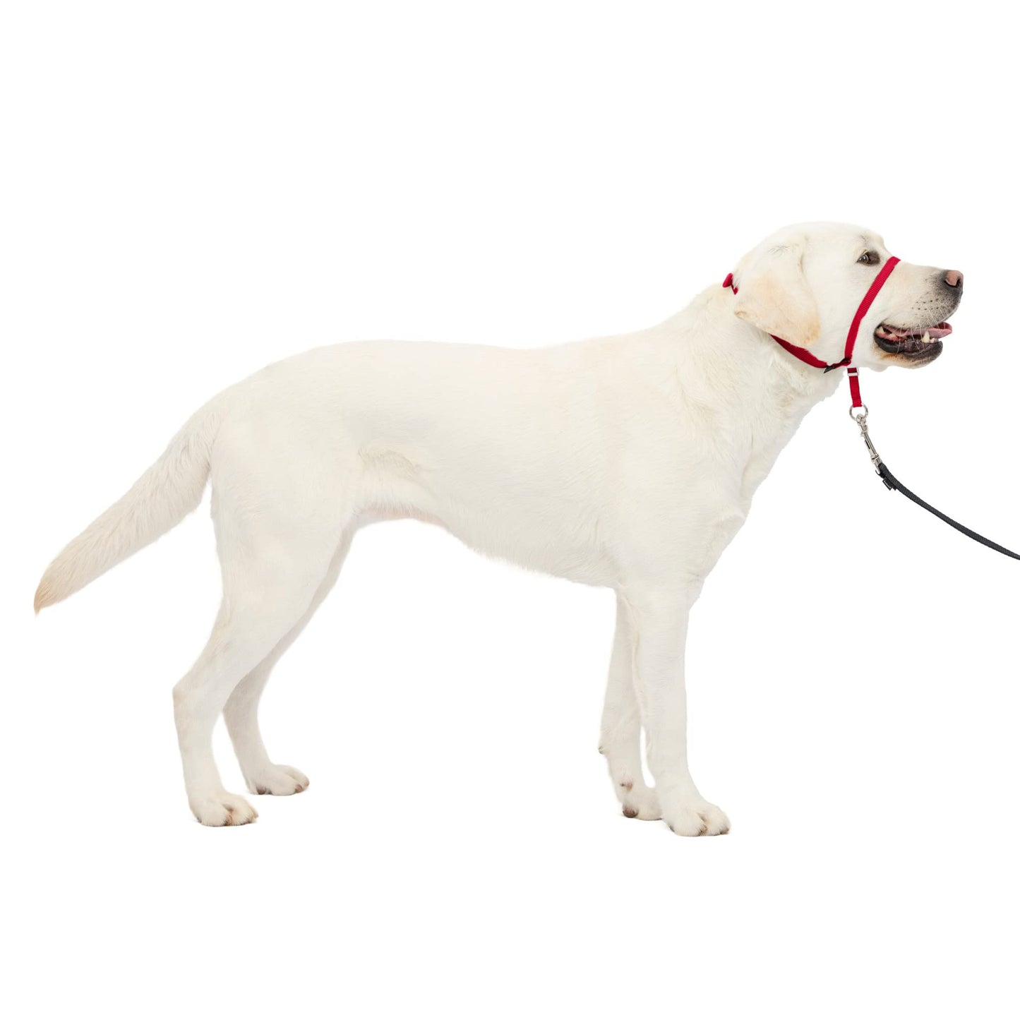 PetSafe Gentle Leader No-Pull Dog Headcollar - The Ultimate Solution to Pulling - Redirects Your Dog's Pulling for Easier Walks - Helps You Regain Control - Large, Red