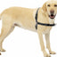 Petsafe Easy Walk Dog Harness