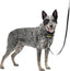 Petsafe Easy Walk Comfort Harness