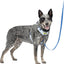 Petsafe Easy Walk Comfort Harness