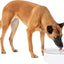 Petsafe Outlast Pumpless Pet Fountain