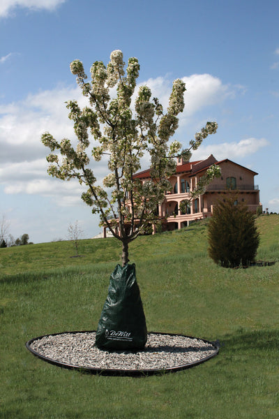 A green Dewitt Dew Right Tree Watering Bag around a blooming tree in a grassy yard with a house in the background.
