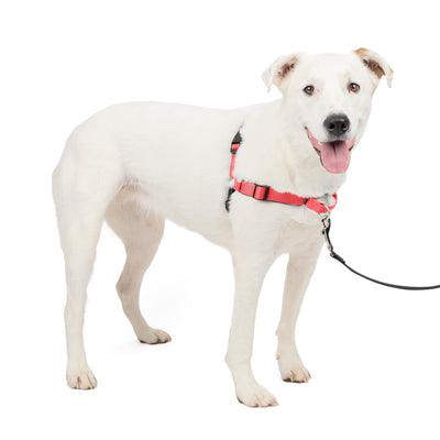 PetSafe Easy Walk Deluxe Dog Harness, No Pull Dog Harness - Perfect for Leash & Harness Training - Stops Pets from Pulling and Choking on Walks - Medium/Large, Rose