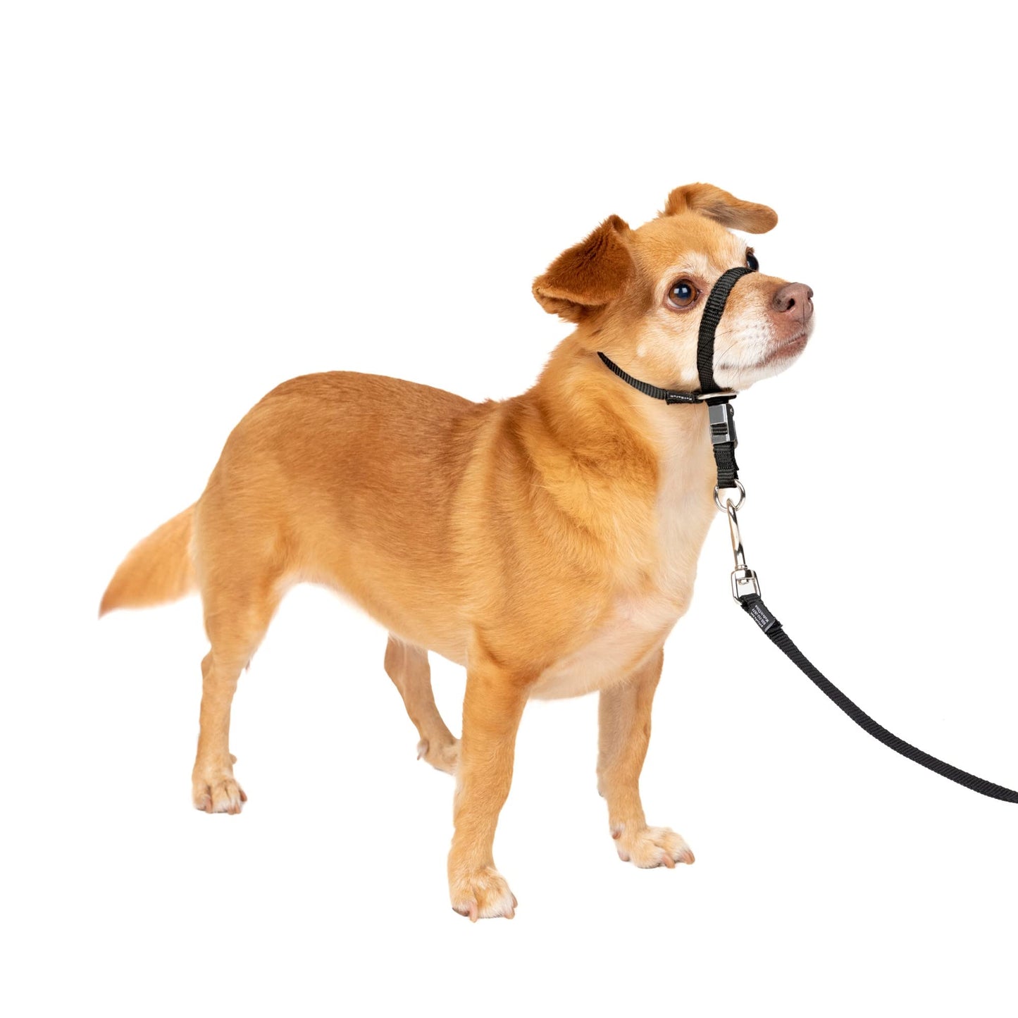 PetSafe Gentle Leader No-Pull Dog Headcollar - The Ultimate Solution to Pulling - Redirects Your Dog's Pulling for Easier Walks - Helps You Regain Control - Petite, Black