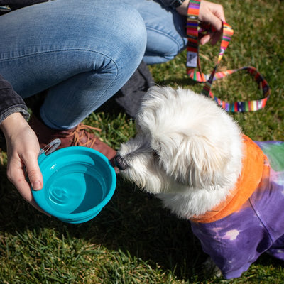 Messy Mutts Silicone Collapsible Bowl (1.75 Cups, Blue)