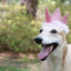 Huxley & Kent Pet Party Crown | Pink (Small) | Crown for Dogs and Cats | Adjustable Strap for Comfort and Stability | Perfect for Birthday Party, Adoption Celebration or Gotcha Day Photos