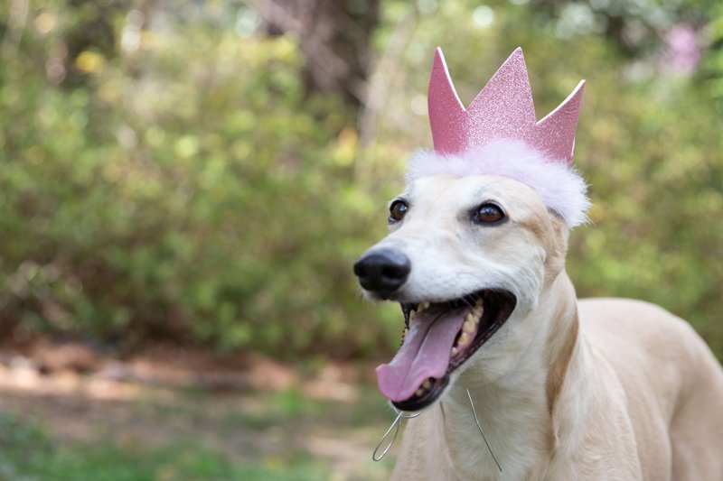 Huxley & Kent Pet Party Crown | Pink (Small) | Crown for Dogs and Cats | Adjustable Strap for Comfort and Stability | Perfect for Birthday Party, Adoption Celebration or Gotcha Day Photos