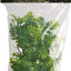 Natural Bush Amazonian Phyllo Plant