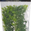 Natural Bush Malaysian Fern Plant