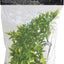 Natural Bush Bolivian Croton Plant