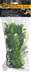 Natural Bush Malaysian Fern Plant