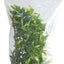 Natural Bush Bolivian Croton Plant