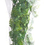 Natural Bush Amazonian Phyllo Plant