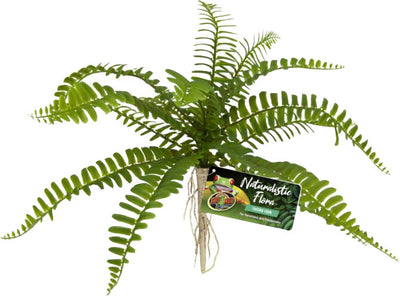 Naturalistic Flora Sword Fern