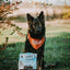 Tuckers All Natural Grain Free Raw Frozen Pork Bison Pet Dog Food, 96 Ounce