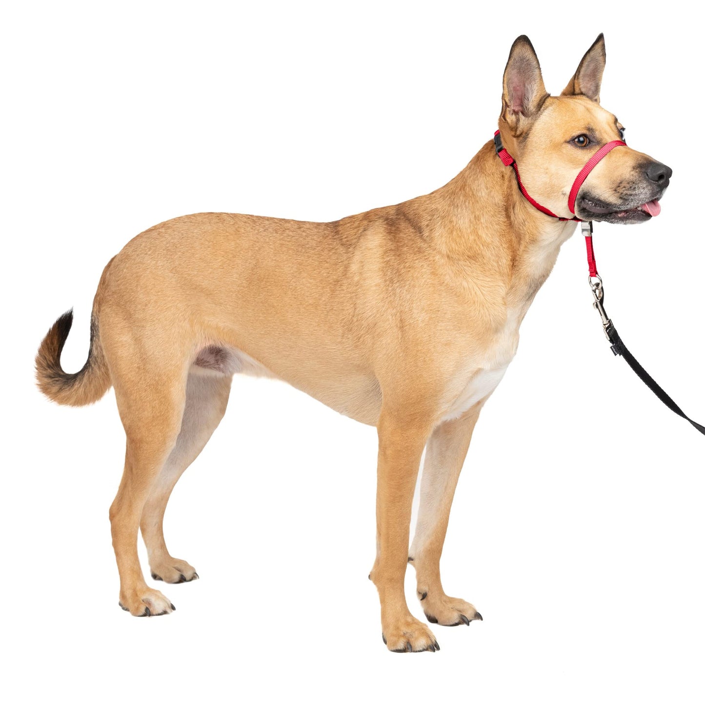 PetSafe Gentle Leader No-Pull Dog Headcollar - The Ultimate Solution to Pulling - Redirects Your Dog's Pulling for Easier Walks - Helps You Regain Control - Medium, Red