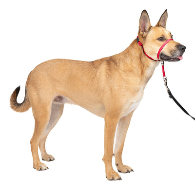 PetSafe Gentle Leader No-Pull Dog Headcollar - The Ultimate Solution to Pulling - Redirects Your Dog's Pulling for Easier Walks - Helps You Regain Control - Medium, Red