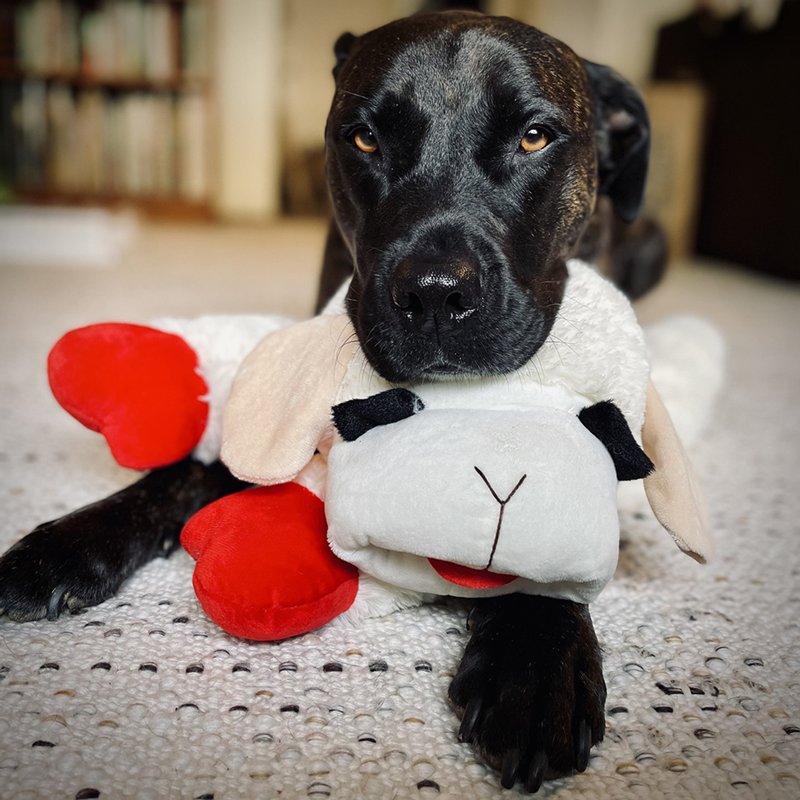 Multipet INTERNATIONAL 843140 Lambchop Plush Squeak Toy Mini for Pets, 6-Inch, White, small