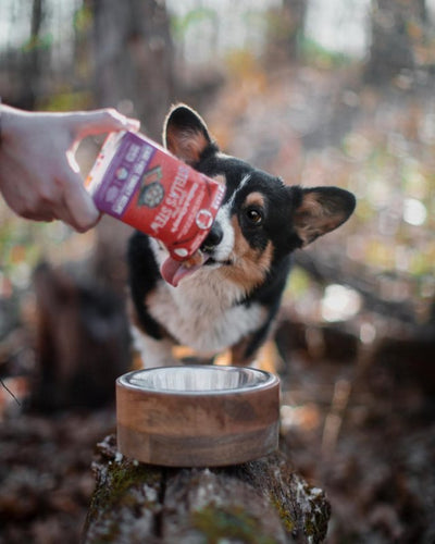 Stella & Chewy's Stella's Stew Cage-Free Turkey Recipe Wet Dog Food