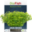 Glofish Aquarium Plant