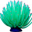 Glofish Anemone