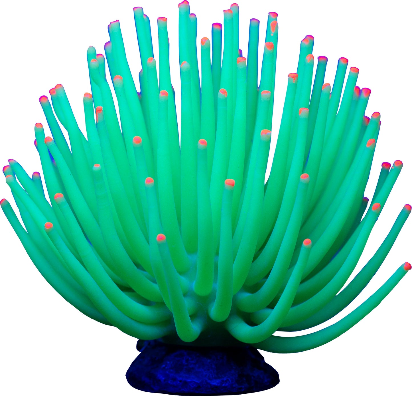 Glofish Anemone