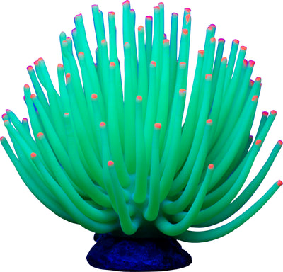 Glofish Anemone