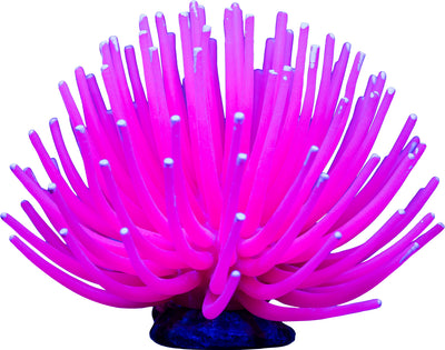 Glofish Anemone