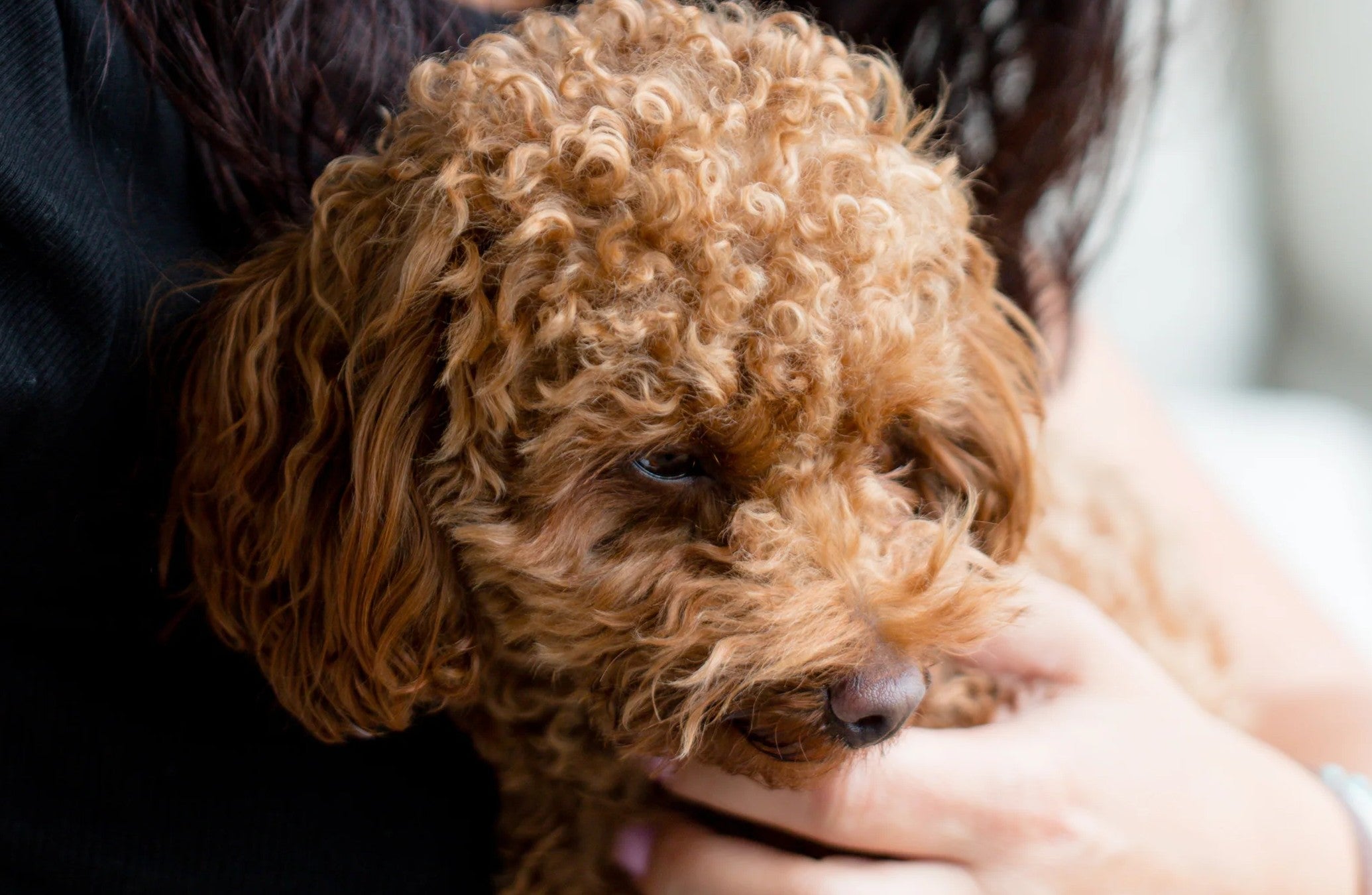 dog-owner.jpg__PID:f0f7fc20-692f-43d8-9e66-ba6bb9617969