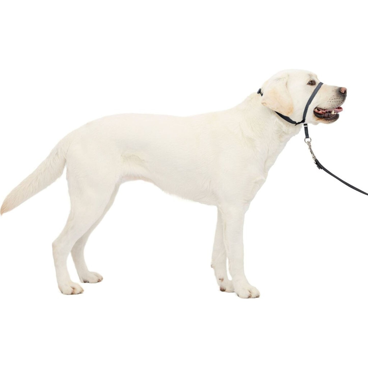 Petsafe Gentle Leader Headcollar Quick Release
