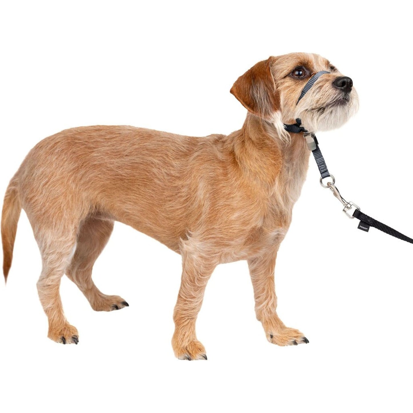 Petsafe Gentle Leader Headcollar Quick Release