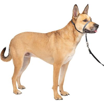 Petsafe Gentle Leader Headcollar Quick Release