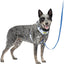 Petsafe Easy Walk Comfort Harness